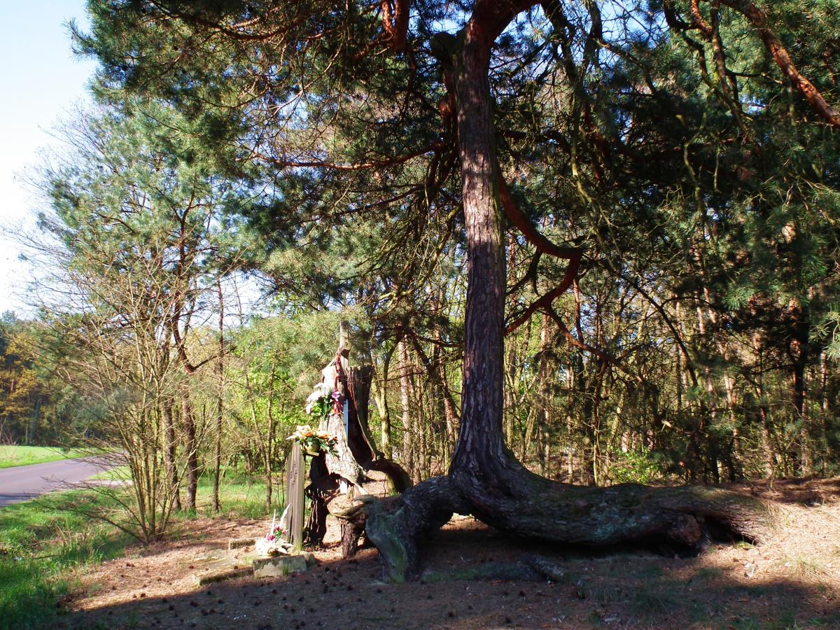 Wikipedia, Jewish cemetery in Zagórów, Pyzdry Forest, Self-published work, Tree trunks in Poland, Wa