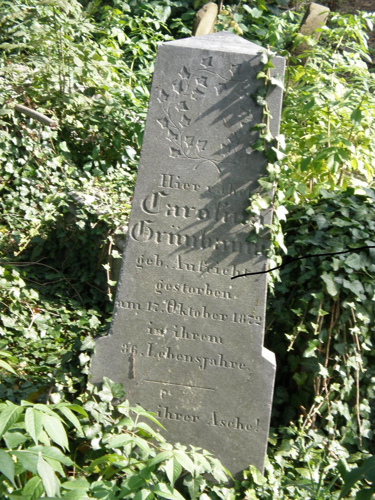 Wikipedia, Ivy on Jewish gravestones in Poland, Old Jewish cemetery in Cieszyn, Self-published work