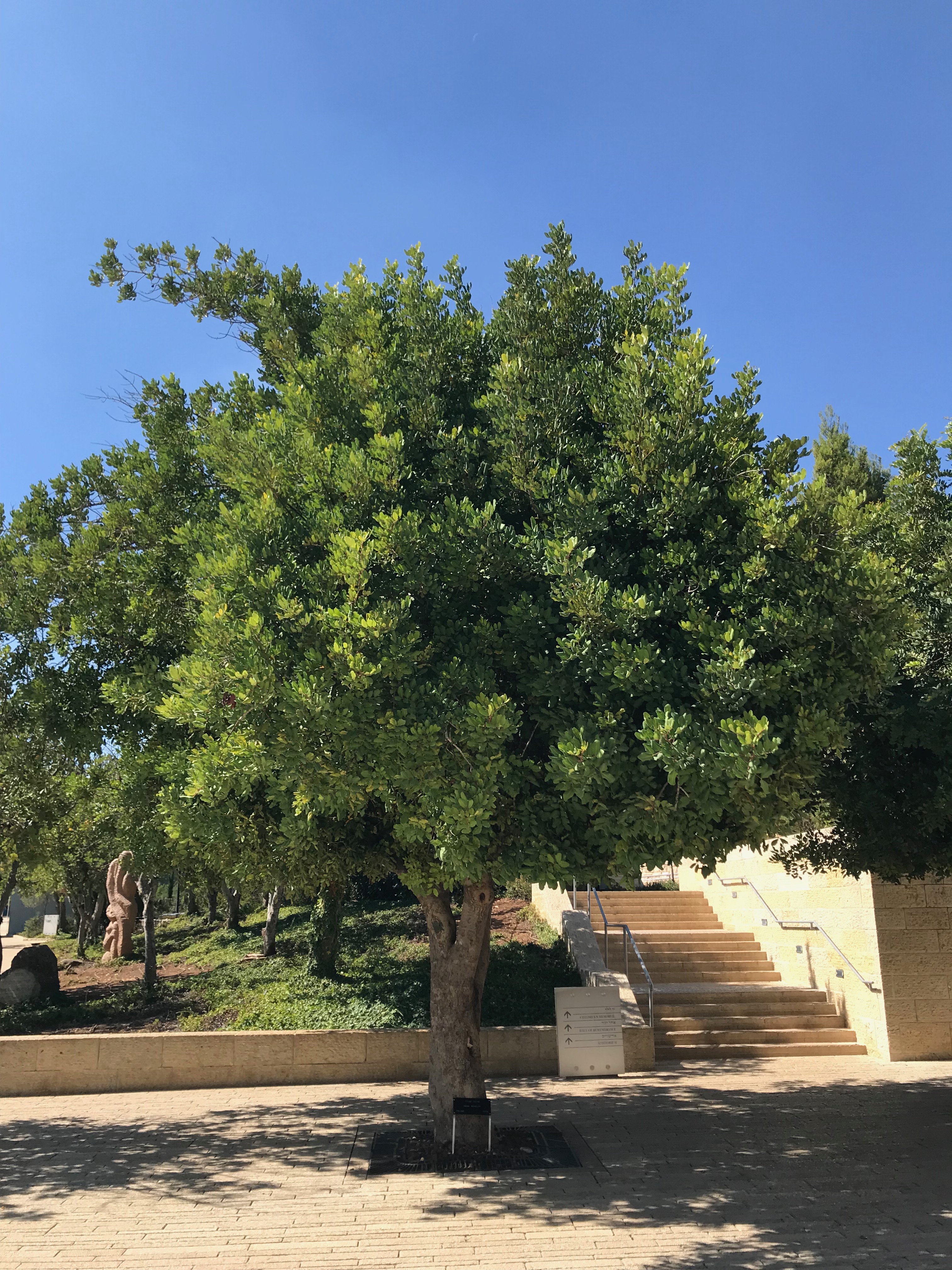 Wikipedia, Holocaust memorials in Israel, Holy Land Pilgrimage 2017, Irena Sendlerowa, Righteous Amo