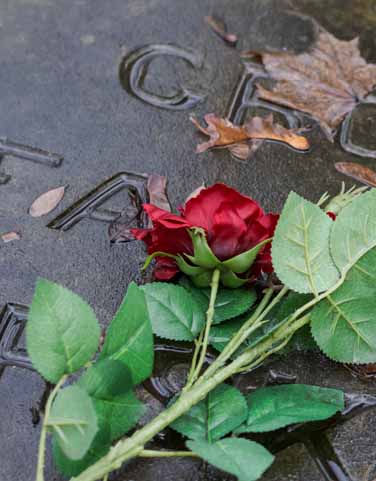 Fleurs sur la tombe