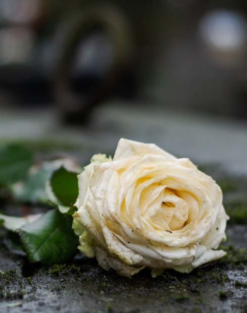 Біла троянда
